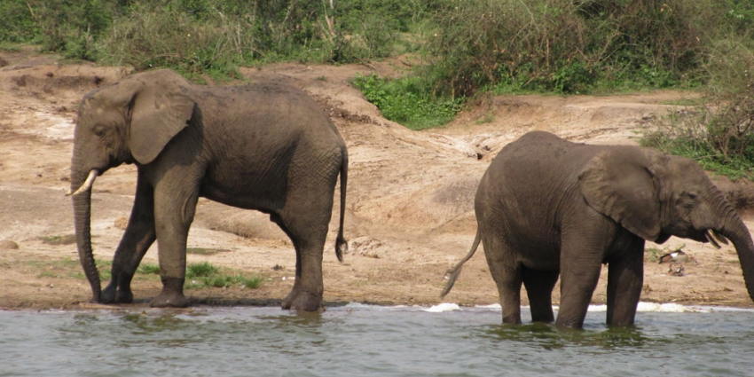 Uganda Safari Project