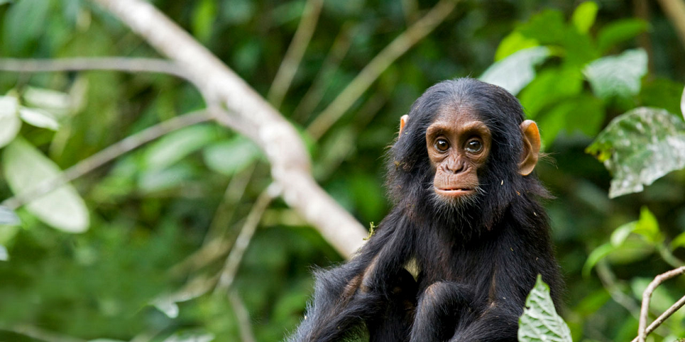 Uganda Chimp Tracking Experience